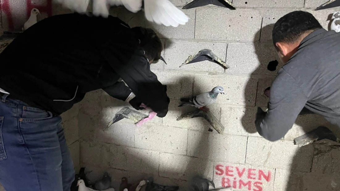 Hatay’da güvercin kümesinden uyuşturucu ve silah çıktı!