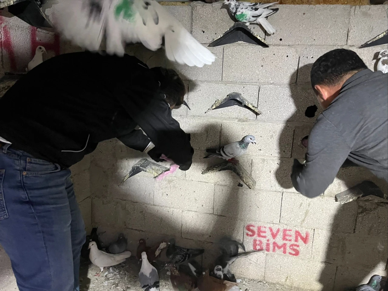 Hatay'da güvercin kümesinden uyuşturucu ve silah çıktı!