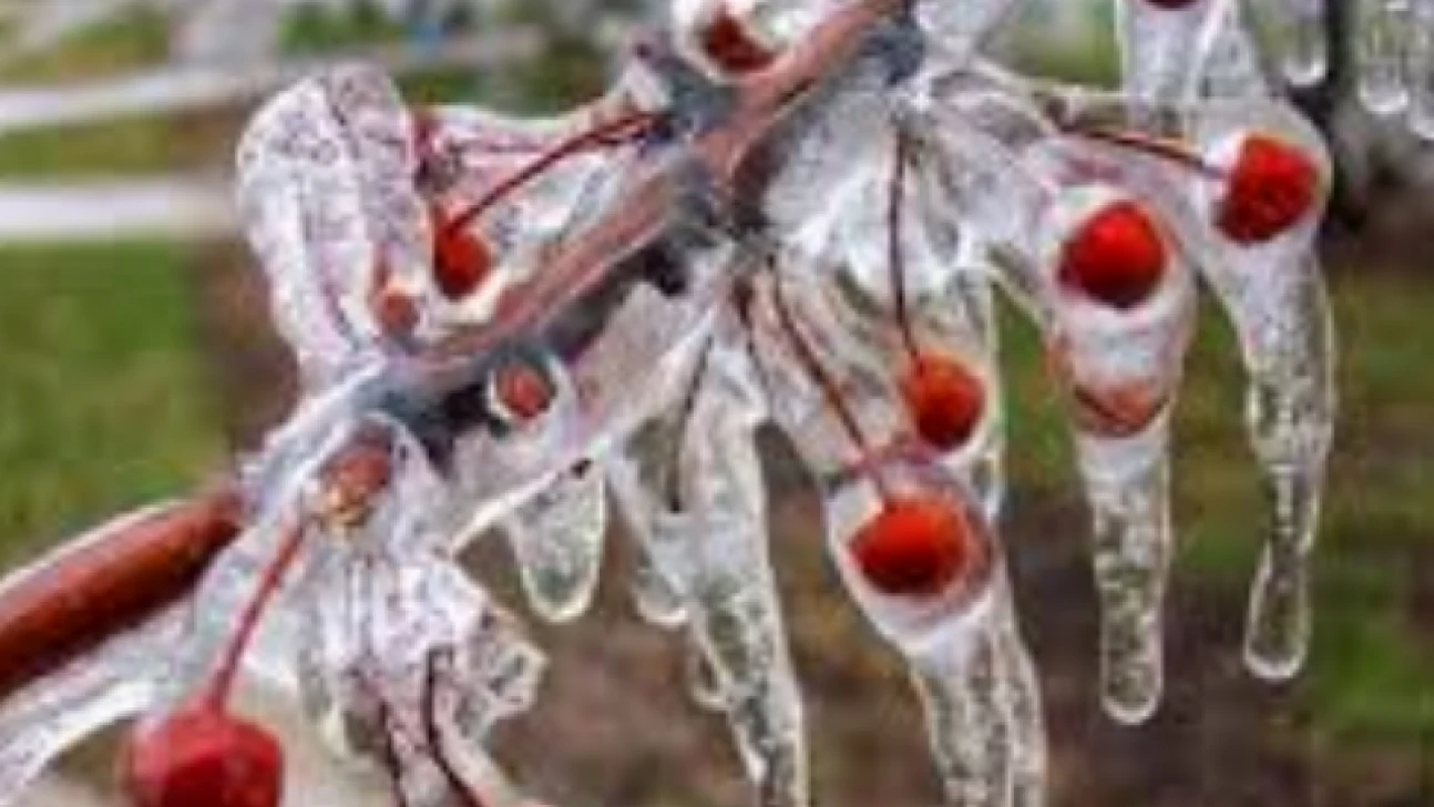 Bakan Yumaklı, Hataylı çiftçilere müjdeli haberi verdi: Zarar karşılanacak!