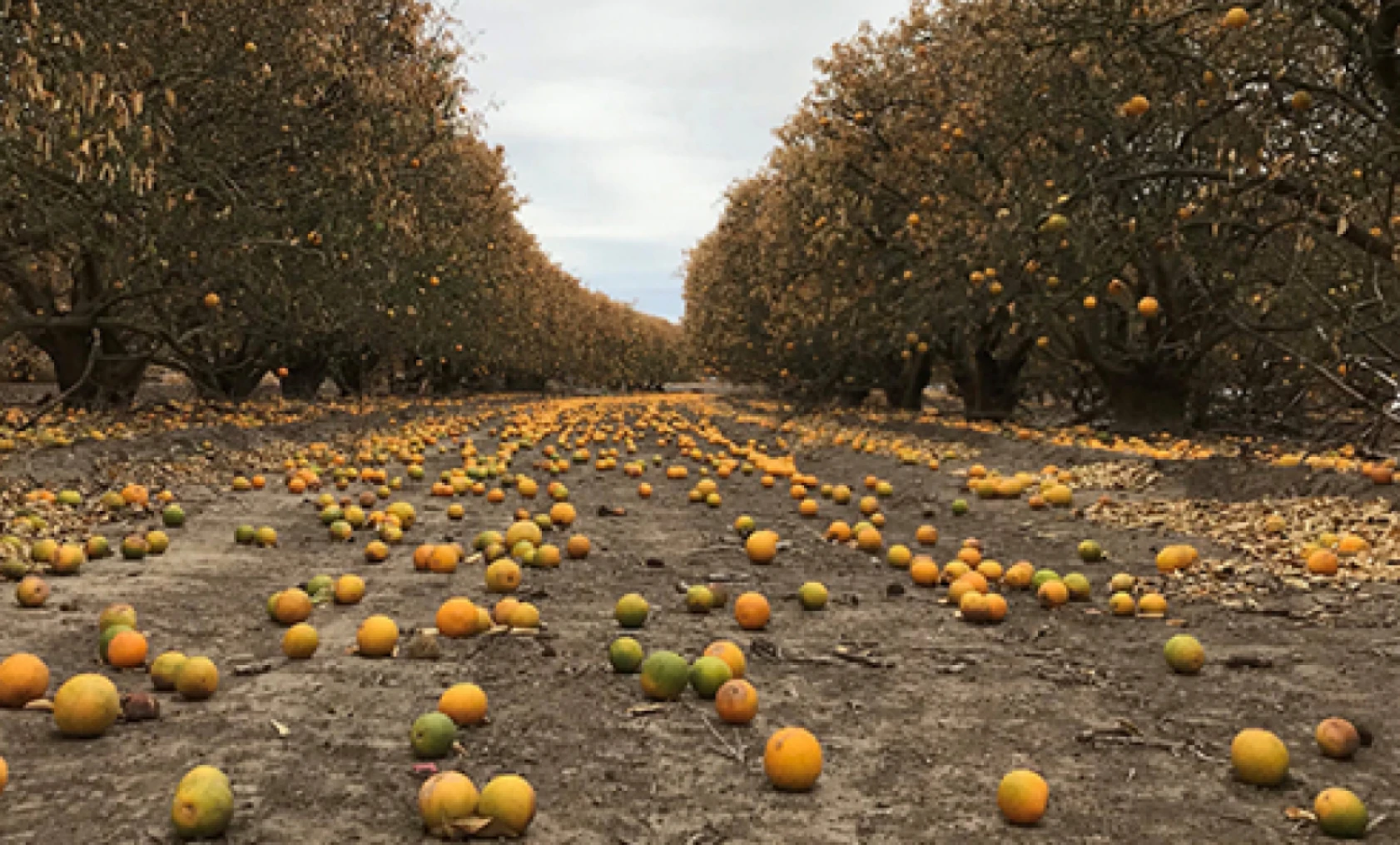 Hataylı üreticilerin beklediği  müjdeli haber sonunda verildi!
