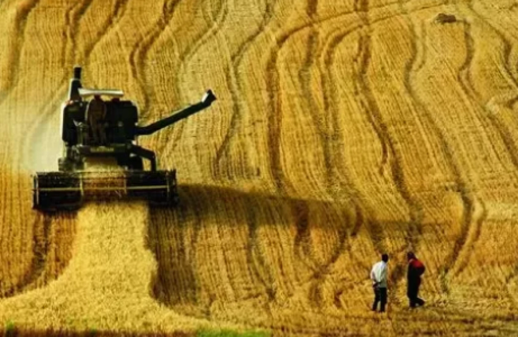 Çiftçilere müjde: 349 milyon liralık destek ödemesi hesaplarda