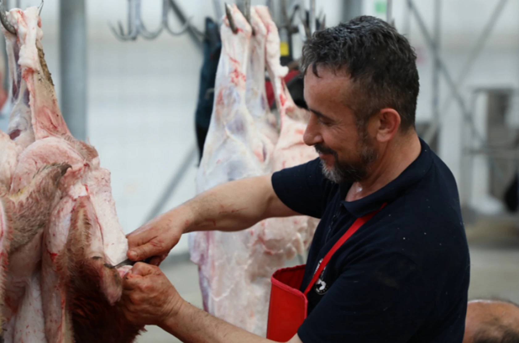 Yetkililer açıkladı: Hatay'da kurbanlıklar ücretsiz kesilmeye devam edilecek mi?