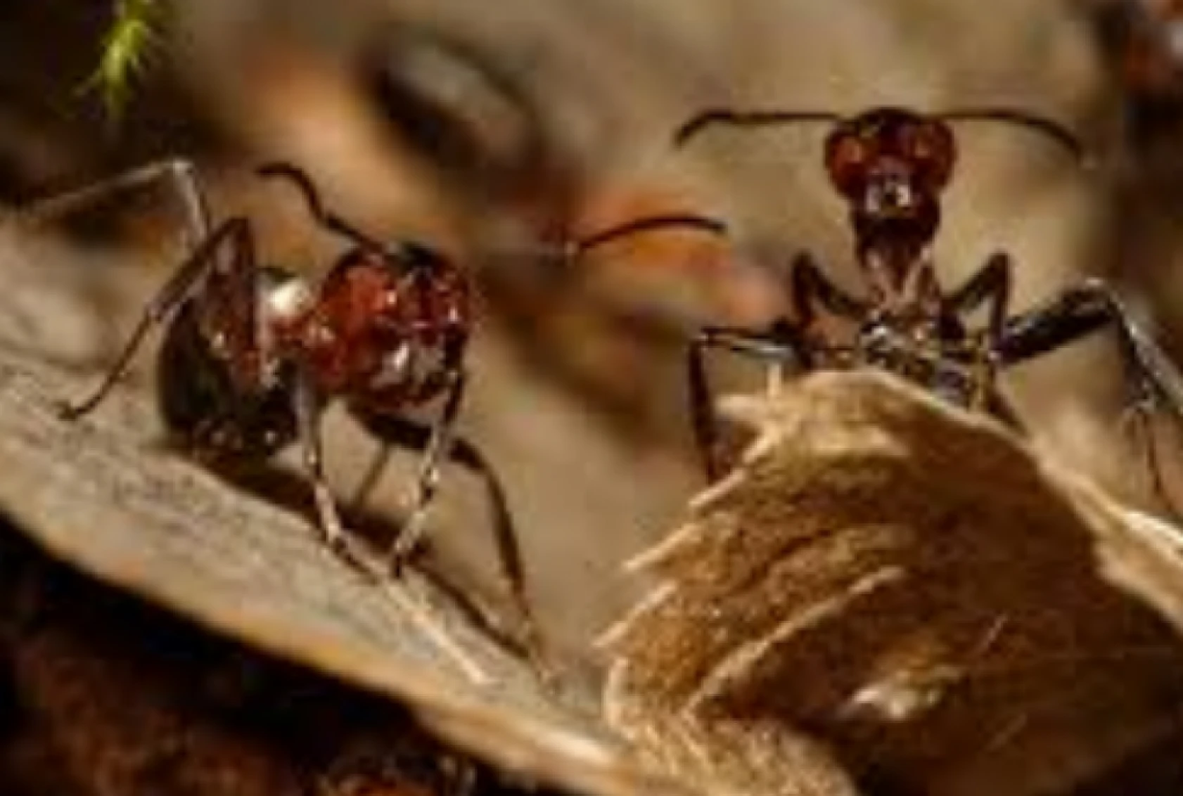 Sadece Hatay'da görünen böcek Adana'da da görüldü: Öldürüp, satana ağır ceza var!