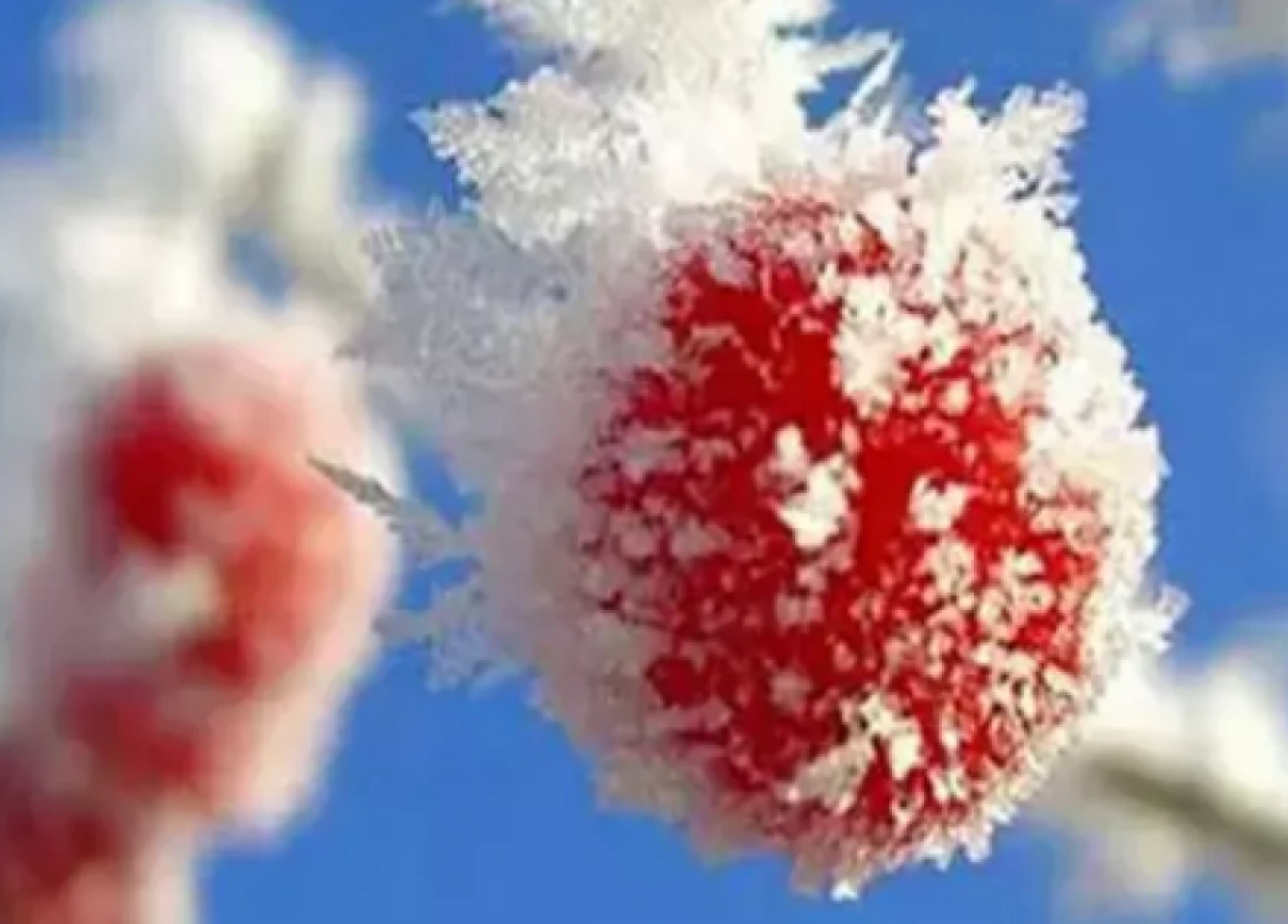 Hataylı üreticilerin beklediği  müjdeli haber sonunda verildi!