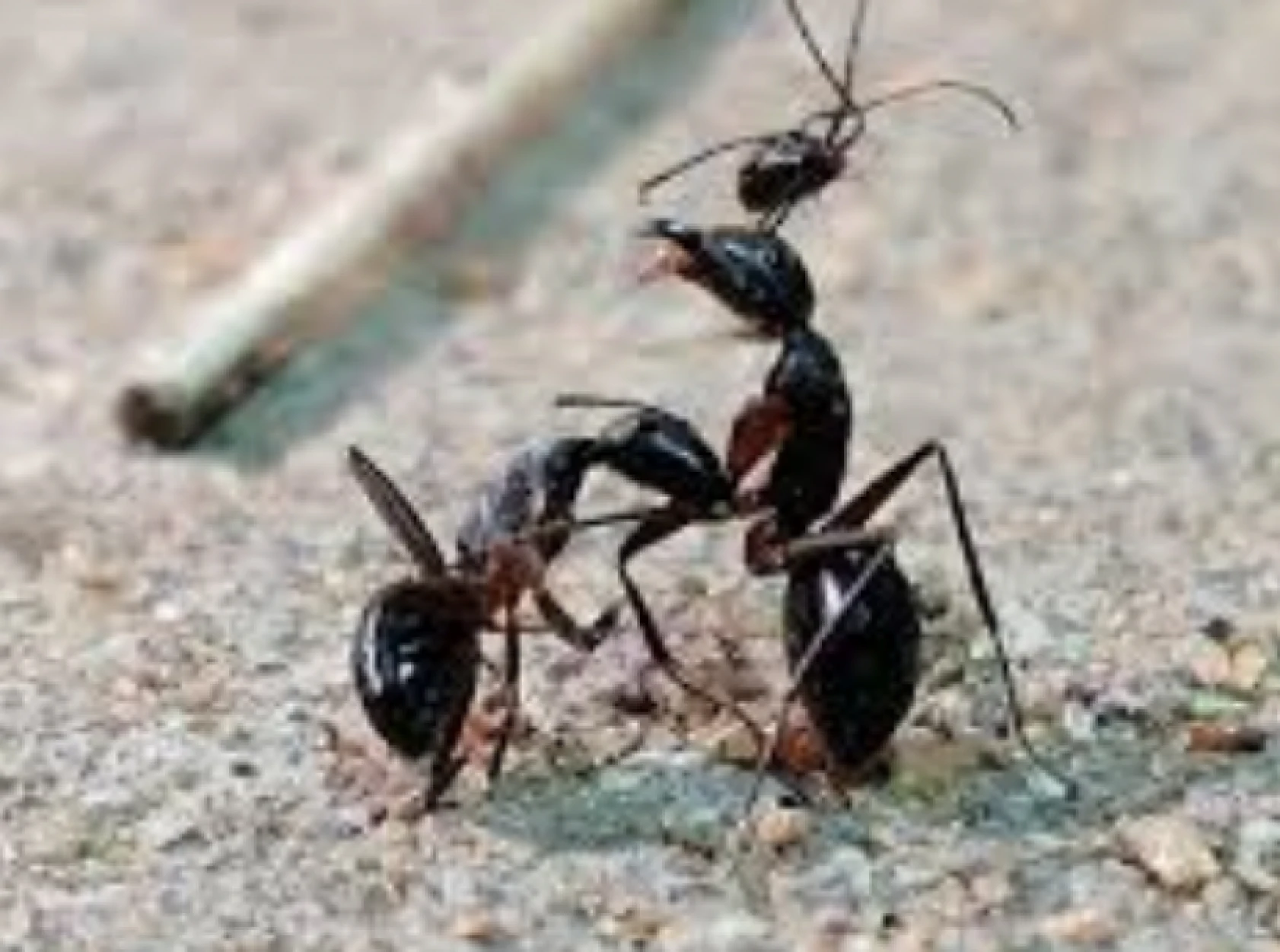 Sadece Hatay'da görünen böcek Adana'da da görüldü: Öldürüp, satana ağır ceza var!