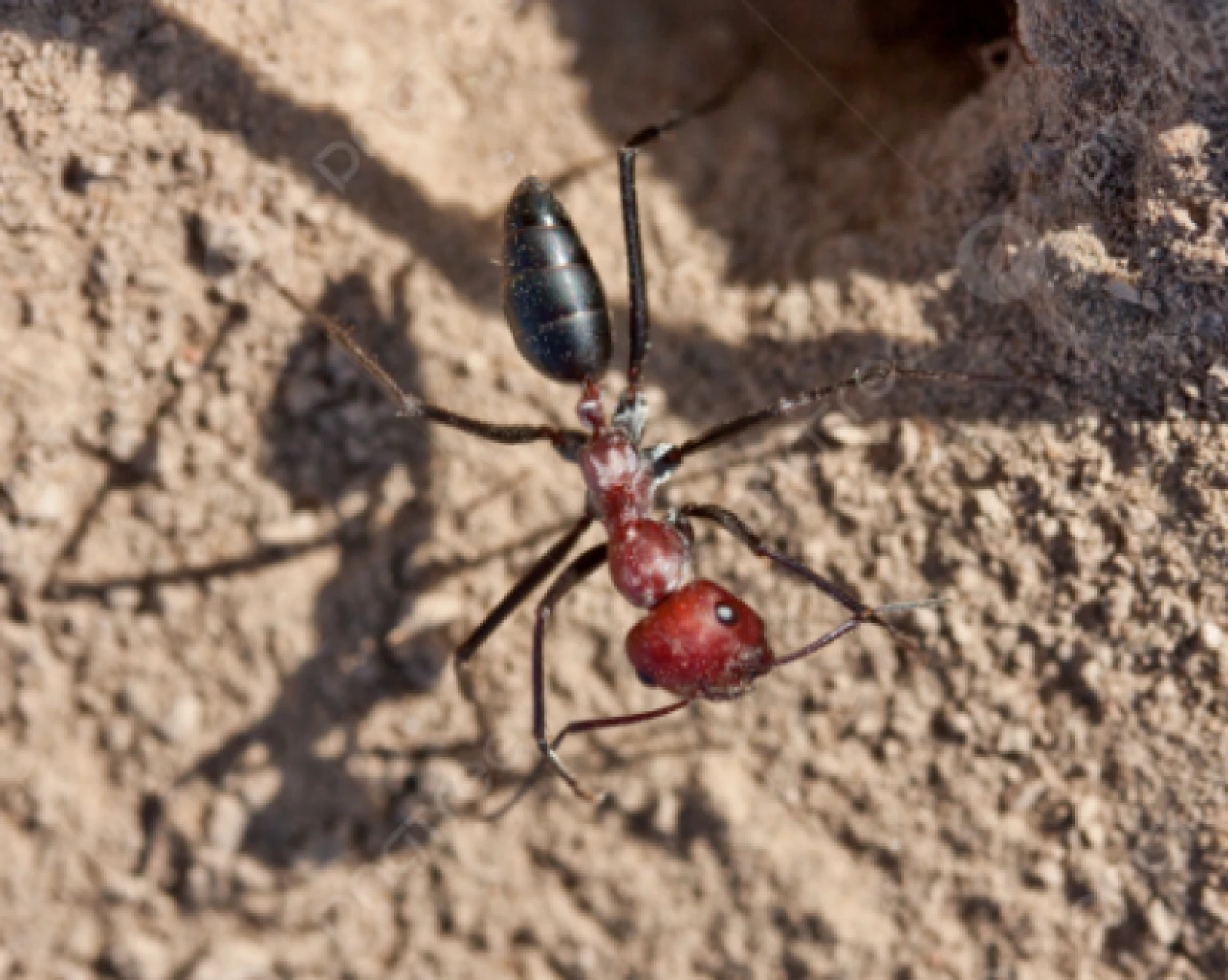 Sadece Hatay'da görünen böcek Adana'da da görüldü: Öldürüp, satana ağır ceza var!