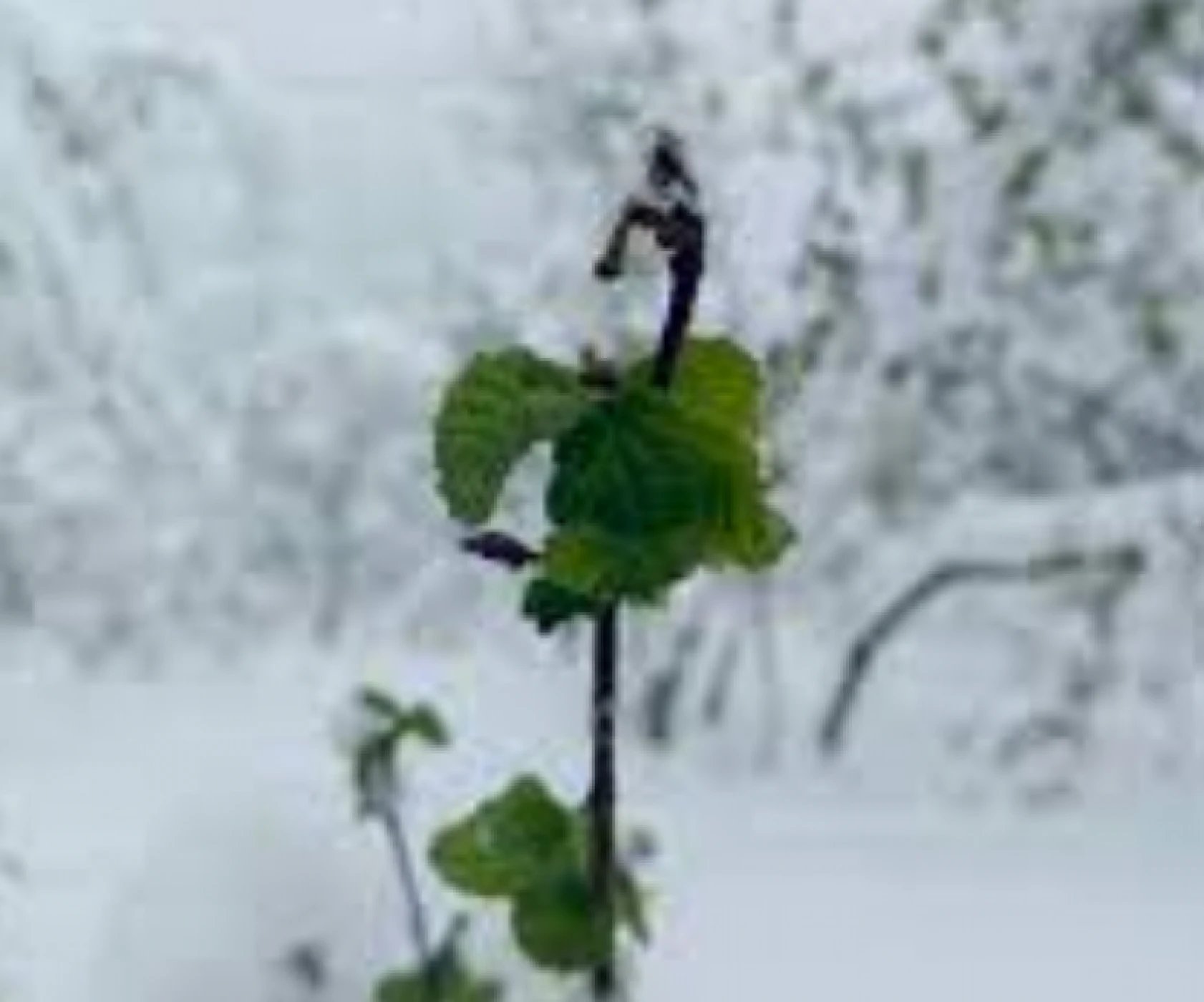Hataylı üreticilerin beklediği  müjdeli haber sonunda verildi!