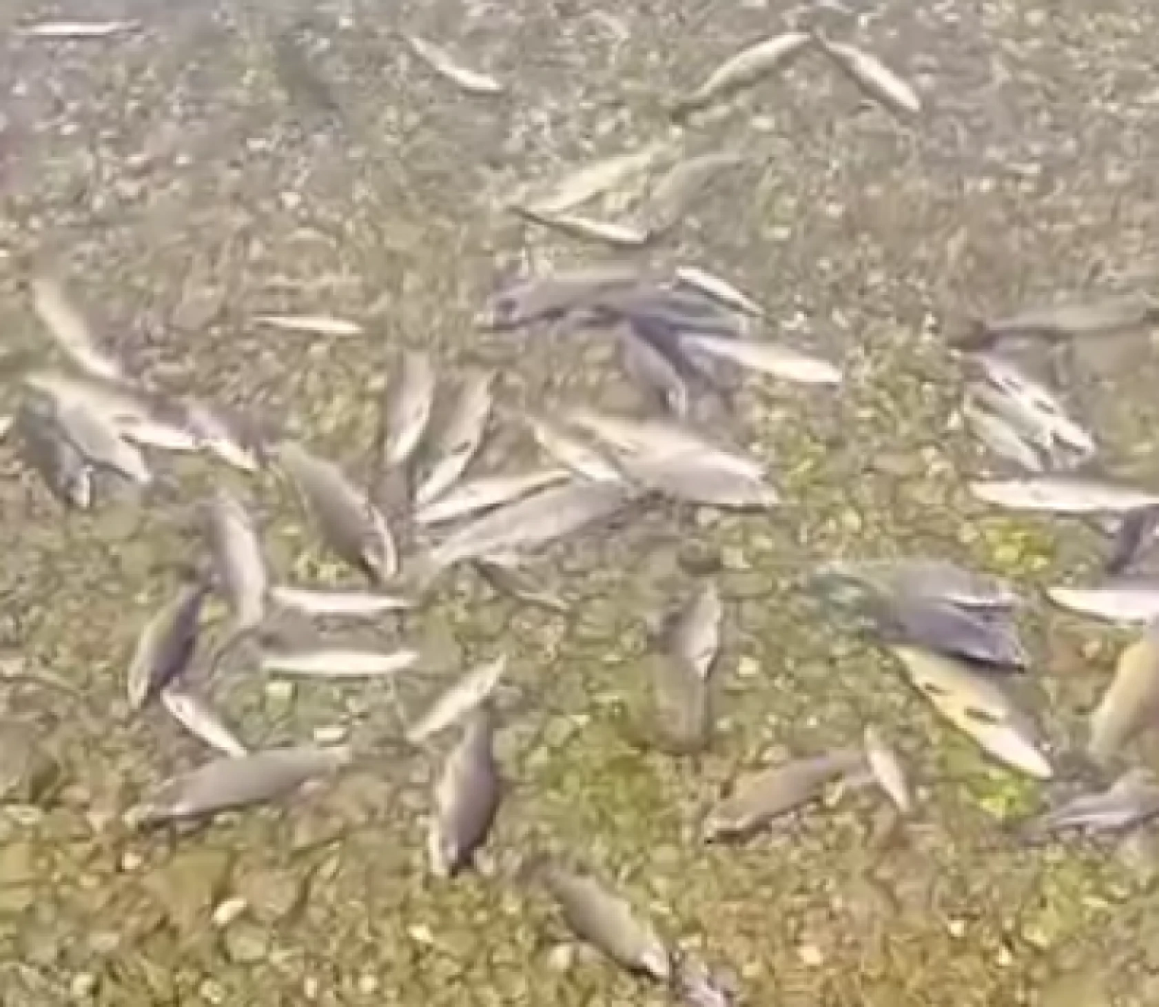 Hatay'da doğa faciası: Vatandaş önlem istedi!