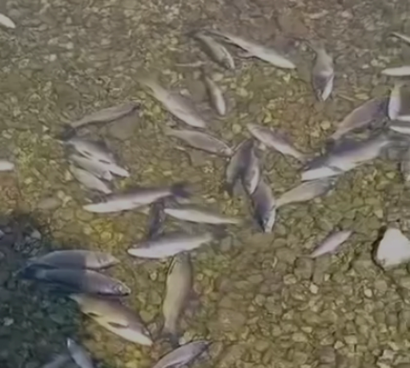 Hatay'da doğa faciası: Vatandaş önlem istedi!