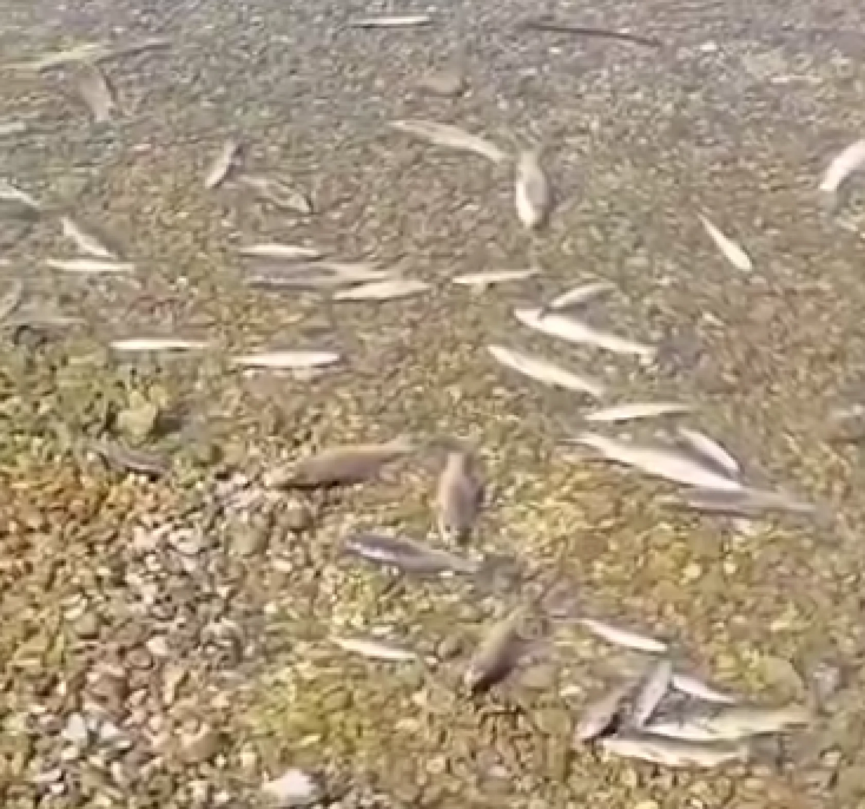 Hatay'da doğa faciası: Vatandaş önlem istedi!