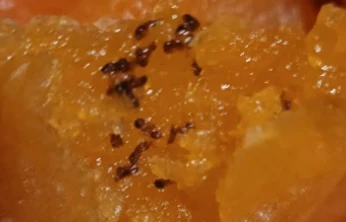 Hatay'da gıda skandalı iddiası: Aldığı üründen bakın ne çıktı?