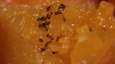 Hatay'da gıda skandalı iddiası: Aldığı üründen bakın ne çıktı?