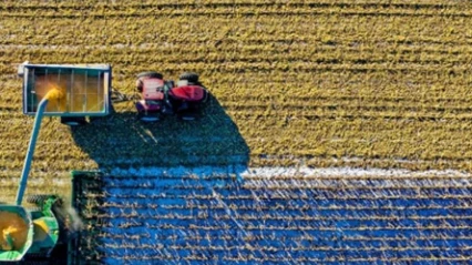 Çiftçilere müjde: 349 milyon liralık destek ödemesi hesaplarda