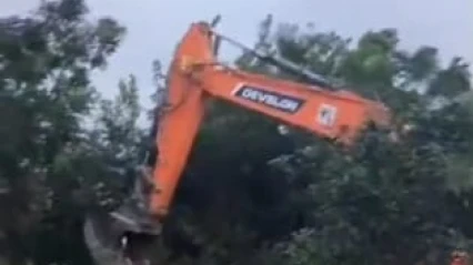 Hatay'da narenciye ağaçları kesiliyor: Vatandaş direniyor!