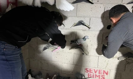 Hatay'da güvercin kümesinden uyuşturucu ve silah çıktı!