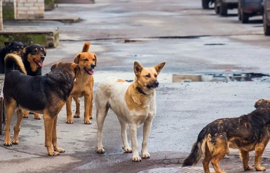 Belen'de 3 köpek 43 yaşındaki kadına saldırdı!