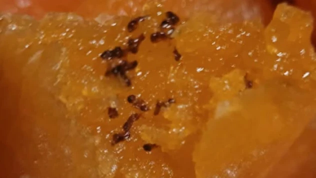 Hatay'da gıda skandalı iddiası: Aldığı üründen bakın ne çıktı?