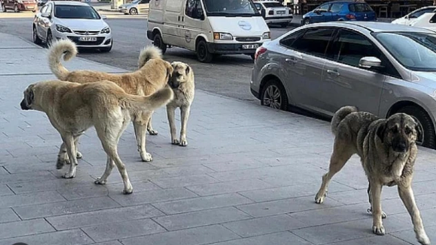 Hatay'da köpek saldırıları dayanılmaz olunca belediye harekete geçti!