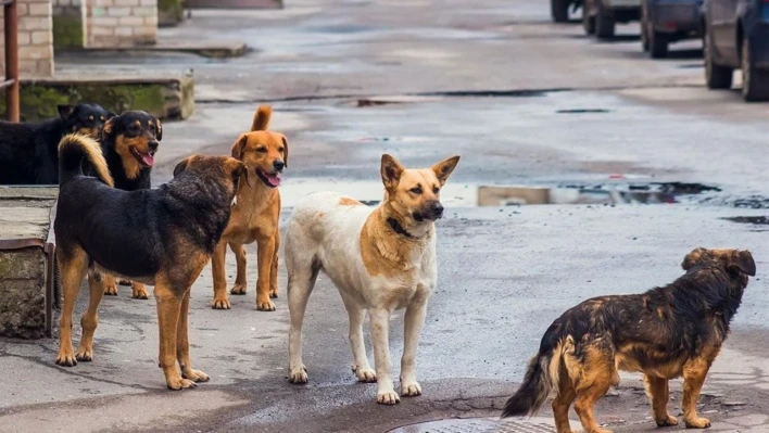 Belen'de 3 köpek 43 yaşındaki kadına saldırdı!