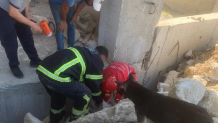 Hatay'da anne köpek yavrularını beklerken duygulandırdı!