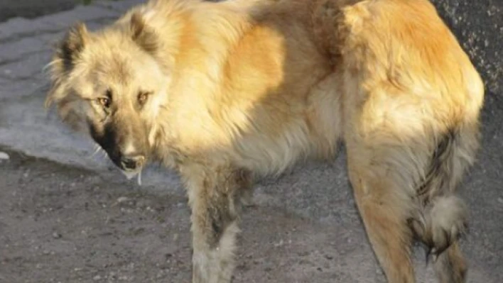 Hatay'da Kuduz alarmı: O mahalle karantinaya alındı!