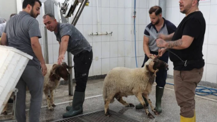 Hatay'da kurbanlar ücretsiz kesiliyor!