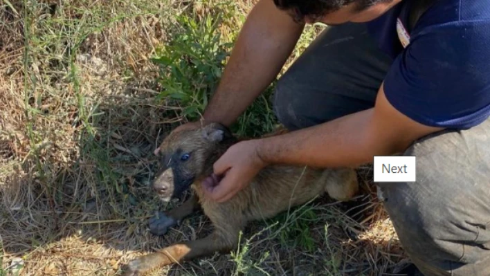 Hatay'da mahsur kalan yavru köpek kurtarıldı!