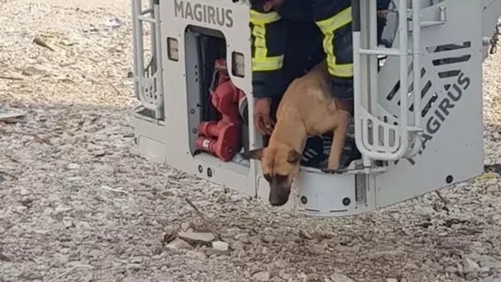 Hatay'da uçurumda mahsur kalan köpeğin imdadına itfaiye yetişti!