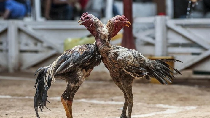 Hatay horoz dövüştürücülerine rekor ceza!