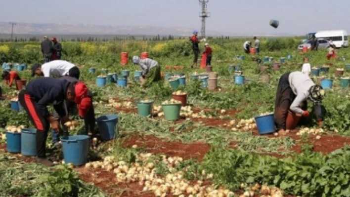 Hataylı mevsimlik işçiler emek soykırımına uğruyor: '665 TL'ye bir insan ne kadar yaşar bilmiyorum'