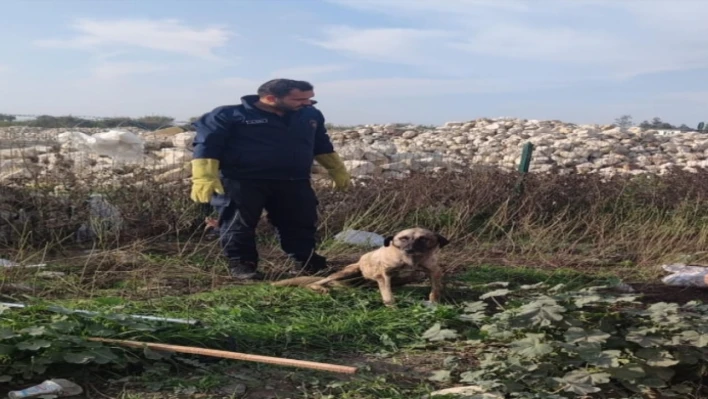 Mahsur kalan köpeğin imdadına belediye yetişti!