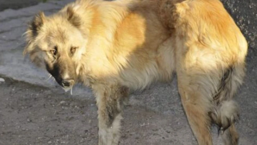 Hatay'da Kuduz alarmı: O mahalle karantinaya alındı!