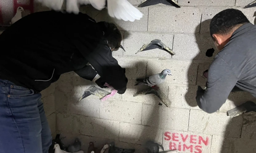 Hatay'da güvercin kümesinden uyuşturucu ve silah çıktı!